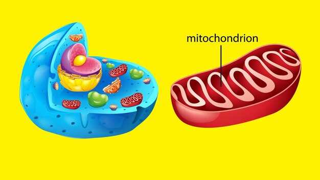 Ezetimibe cholesterol absorption