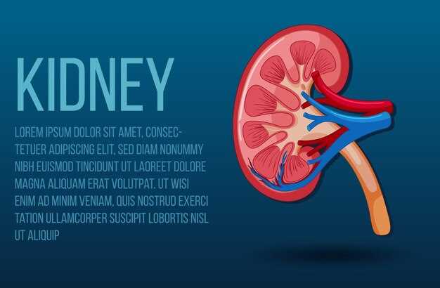 The Renal System: An Architect of Balance