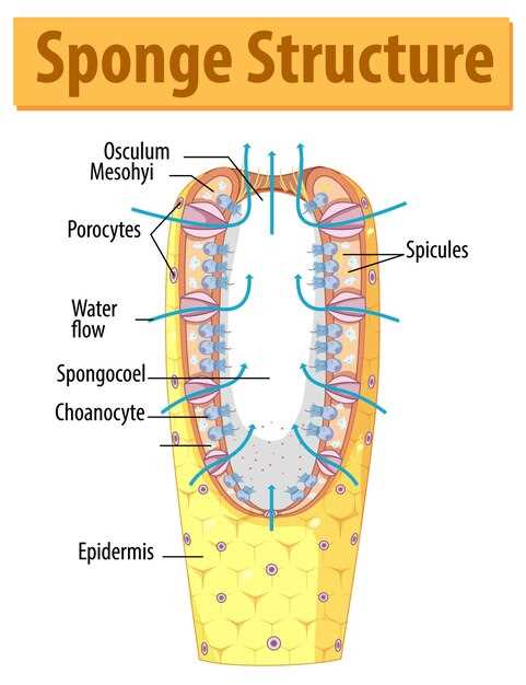 Ezetimibe ldl receptor